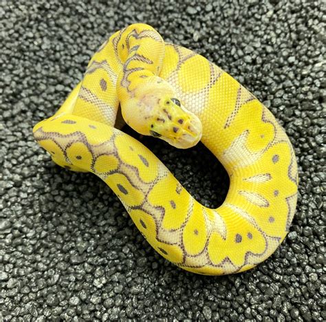 Explore the largest selection of Ball Pythons for sale online from breeders and pet stores in the United States & Canada. . Morphmarket ball python